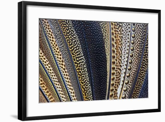 Close-Up of Argus Pheasant Wing Feathers-Darrell Gulin-Framed Photographic Print