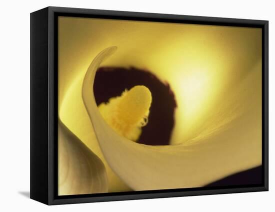 Close-Up of Arum-Murray Louise-Framed Premier Image Canvas