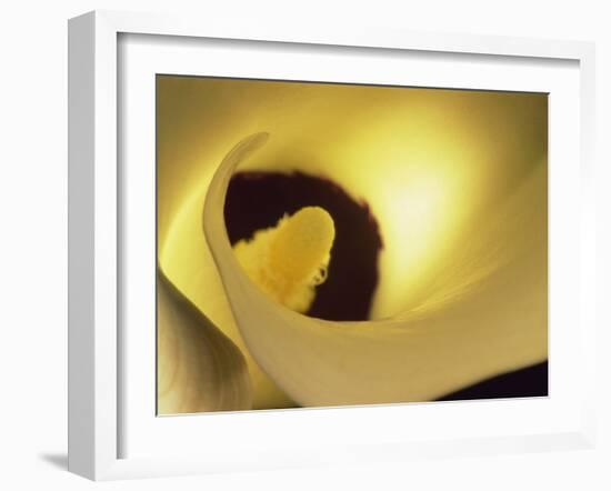 Close-Up of Arum-Murray Louise-Framed Photographic Print