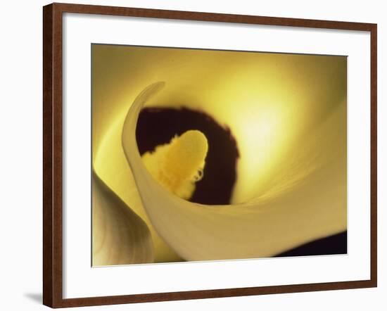 Close-Up of Arum-Murray Louise-Framed Photographic Print