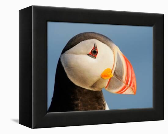 Close-Up of Atlantic Puffin-Arthur Morris-Framed Premier Image Canvas