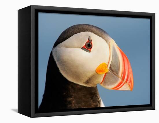 Close-Up of Atlantic Puffin-Arthur Morris-Framed Premier Image Canvas