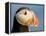 Close-Up of Atlantic Puffin-Arthur Morris-Framed Premier Image Canvas