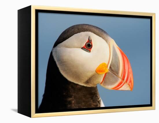 Close-Up of Atlantic Puffin-Arthur Morris-Framed Premier Image Canvas