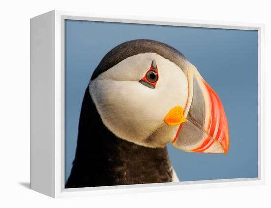 Close-Up of Atlantic Puffin-Arthur Morris-Framed Premier Image Canvas