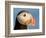 Close-Up of Atlantic Puffin-Arthur Morris-Framed Photographic Print