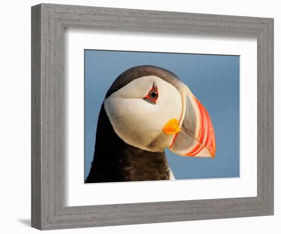 Close-Up of Atlantic Puffin-Arthur Morris-Framed Photographic Print