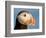 Close-Up of Atlantic Puffin-Arthur Morris-Framed Photographic Print