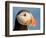 Close-Up of Atlantic Puffin-Arthur Morris-Framed Photographic Print