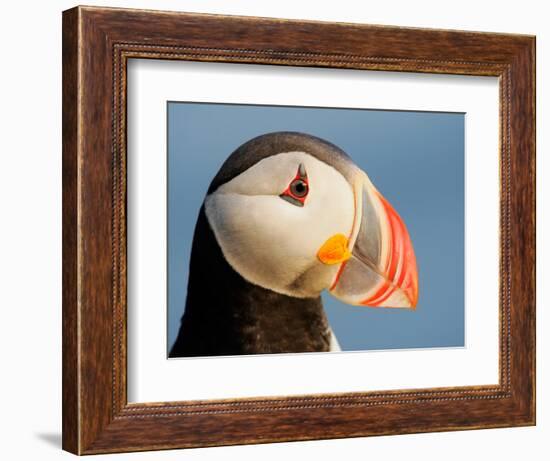 Close-Up of Atlantic Puffin-Arthur Morris-Framed Photographic Print