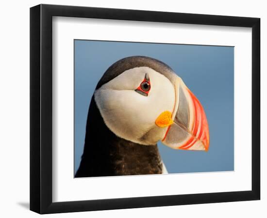 Close-Up of Atlantic Puffin-Arthur Morris-Framed Photographic Print