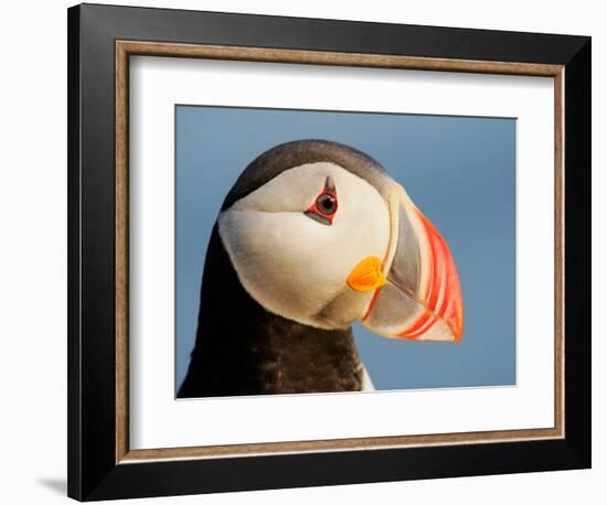 Close-Up of Atlantic Puffin-Arthur Morris-Framed Photographic Print