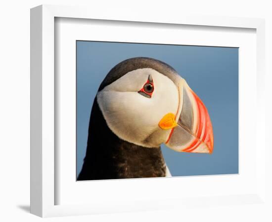 Close-Up of Atlantic Puffin-Arthur Morris-Framed Photographic Print