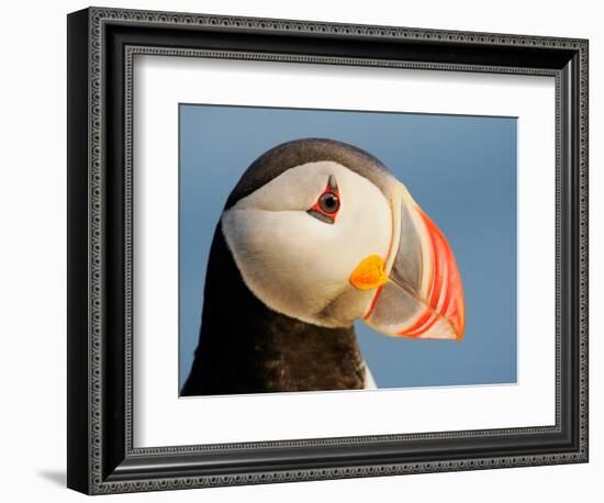 Close-Up of Atlantic Puffin-Arthur Morris-Framed Photographic Print