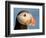 Close-Up of Atlantic Puffin-Arthur Morris-Framed Photographic Print