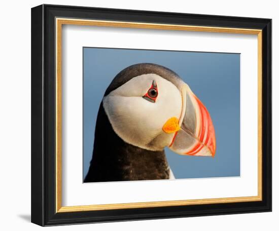 Close-Up of Atlantic Puffin-Arthur Morris-Framed Photographic Print