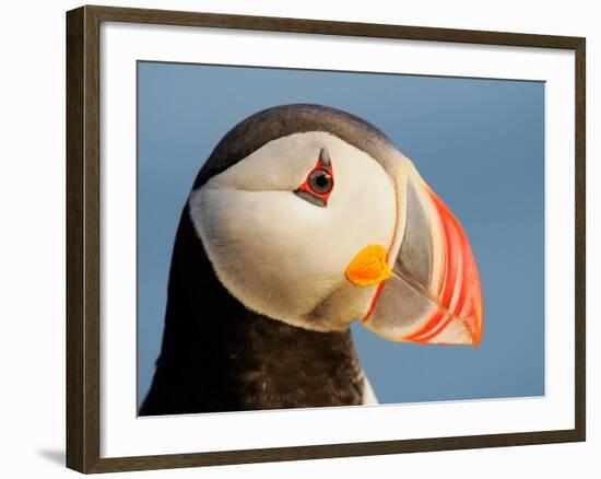 Close-Up of Atlantic Puffin-Arthur Morris-Framed Photographic Print