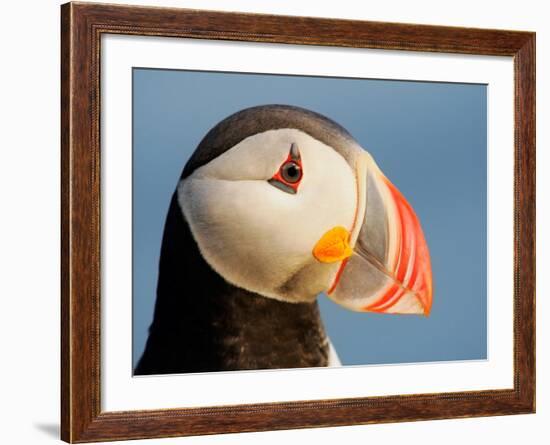 Close-Up of Atlantic Puffin-Arthur Morris-Framed Photographic Print