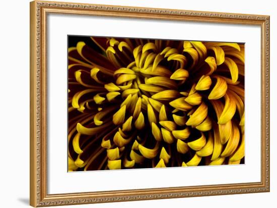 Close-Up of Autumn Dahlia Flower. Macro Photography of Nature.-Veronja-Framed Photographic Print