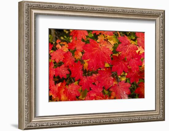 Close-up of autumn leaves, Portland, Oregon, USA-Panoramic Images-Framed Photographic Print