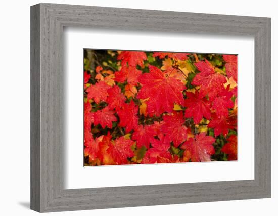 Close-up of autumn leaves, Portland, Oregon, USA-Panoramic Images-Framed Photographic Print