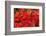 Close-up of autumn leaves, Portland, Oregon, USA-Panoramic Images-Framed Photographic Print