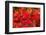 Close-up of autumn leaves, Portland, Oregon, USA-Panoramic Images-Framed Photographic Print