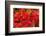 Close-up of autumn leaves, Portland, Oregon, USA-Panoramic Images-Framed Photographic Print