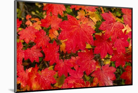 Close-up of autumn leaves, Portland, Oregon, USA-Panoramic Images-Mounted Photographic Print