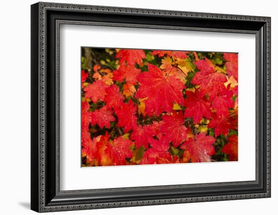 Close-up of autumn leaves, Portland, Oregon, USA-Panoramic Images-Framed Photographic Print