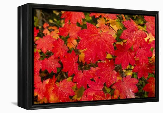 Close-up of autumn leaves, Portland, Oregon, USA-Panoramic Images-Framed Premier Image Canvas