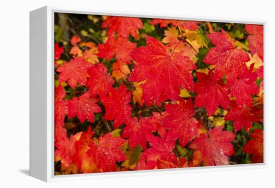 Close-up of autumn leaves, Portland, Oregon, USA-Panoramic Images-Framed Premier Image Canvas