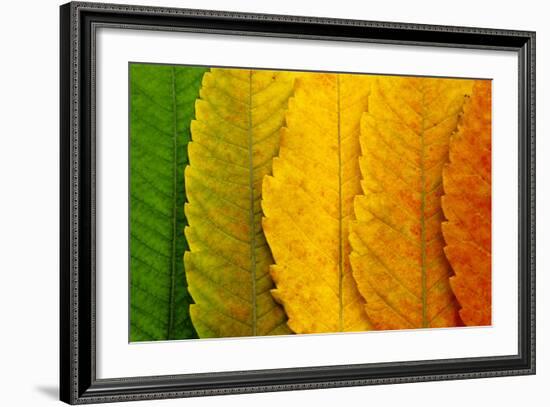 Close Up of Autumn Leaves-rodho-Framed Photographic Print