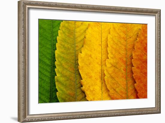 Close Up of Autumn Leaves-rodho-Framed Photographic Print