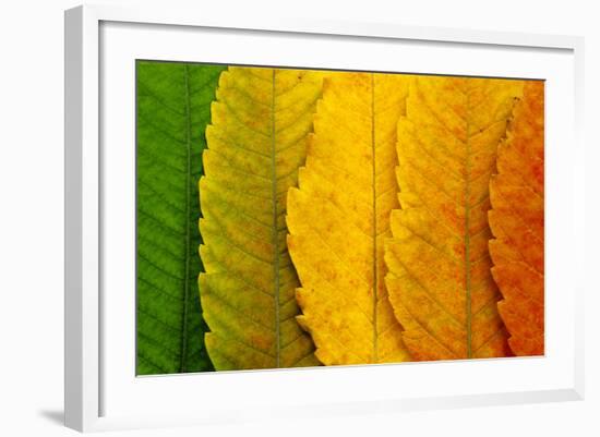 Close Up of Autumn Leaves-rodho-Framed Photographic Print