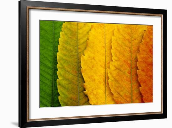 Close Up of Autumn Leaves-rodho-Framed Photographic Print