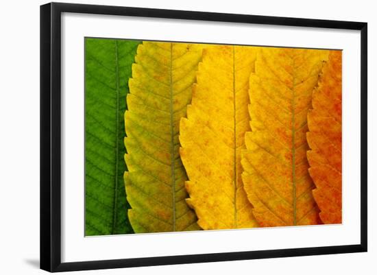 Close Up of Autumn Leaves-rodho-Framed Photographic Print