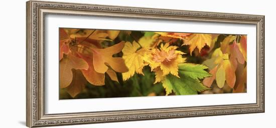 Close-up of autumn leaves-Panoramic Images-Framed Photographic Print