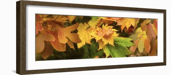 Close-up of autumn leaves-Panoramic Images-Framed Photographic Print