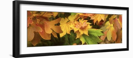 Close-up of autumn leaves-Panoramic Images-Framed Photographic Print