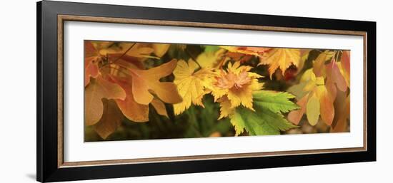 Close-up of autumn leaves-Panoramic Images-Framed Photographic Print