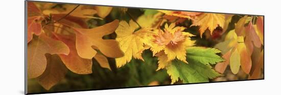 Close-up of autumn leaves-Panoramic Images-Mounted Photographic Print