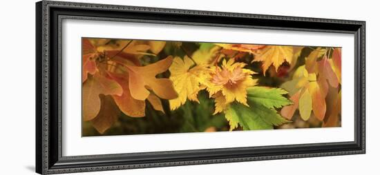 Close-up of autumn leaves-Panoramic Images-Framed Photographic Print