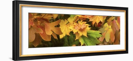 Close-up of autumn leaves-Panoramic Images-Framed Photographic Print