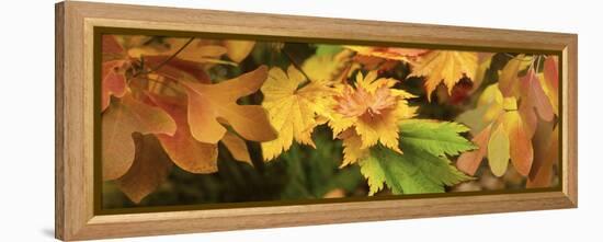 Close-up of autumn leaves-Panoramic Images-Framed Premier Image Canvas