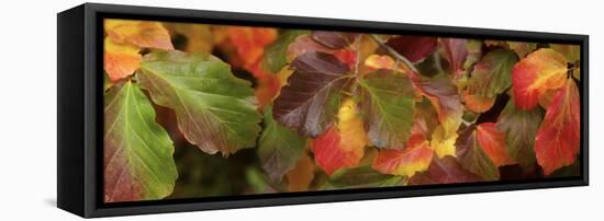 Close up of autumn leaves-Panoramic Images-Framed Premier Image Canvas
