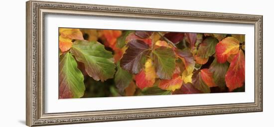 Close up of autumn leaves-Panoramic Images-Framed Photographic Print