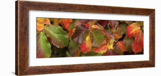 Close up of autumn leaves-Panoramic Images-Framed Photographic Print