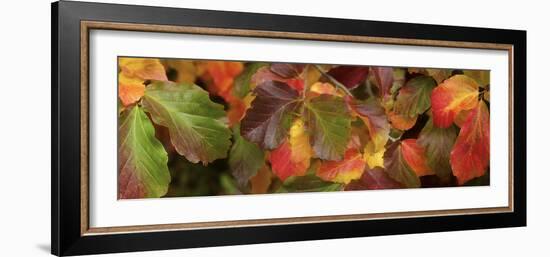 Close up of autumn leaves-Panoramic Images-Framed Photographic Print