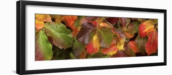 Close up of autumn leaves-Panoramic Images-Framed Photographic Print